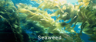 SeaWeed