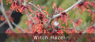 Witch Hazel