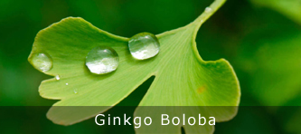 Ginkgo Boloba