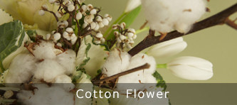 Cotton Flower